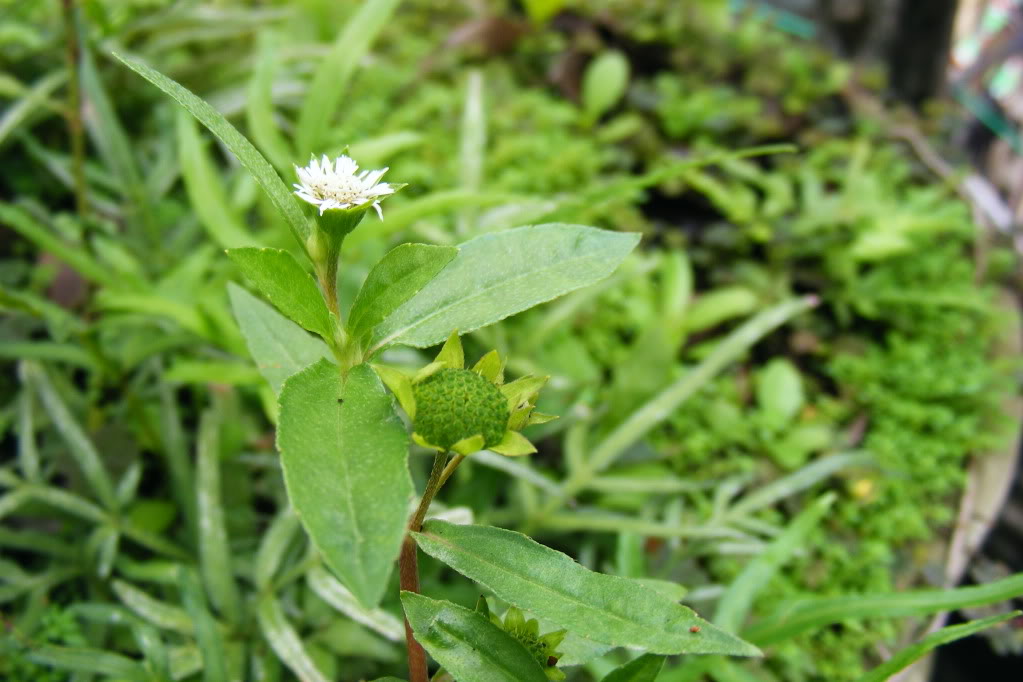 Chữa viêm gan B bằng thuốc nam