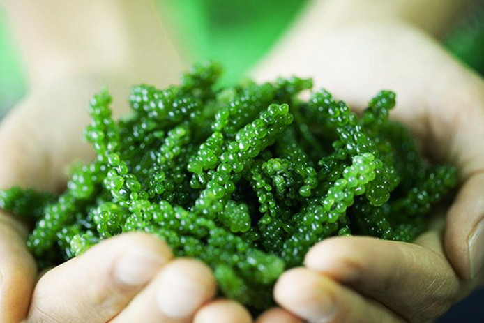 Chữa nám da hiệu quả tại nhà với Tảo mặt trời Spirulina