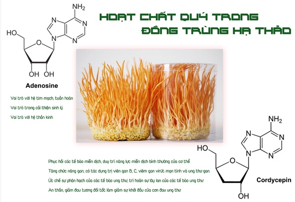 Tác dụng ngăn ngừa ung thư của Đông trùng hạ thảo