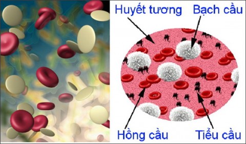 Những thông tin cần lưu ý về bệnh giảm tiểu cầu