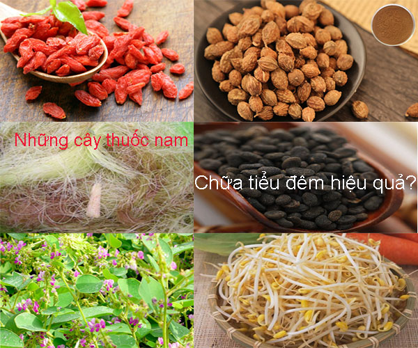 Những cây thuốc nam chữa tiểu đêm hiệu quả?