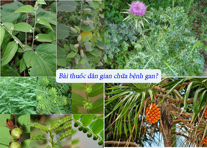 Cây thuốc nam chữa bệnh gan hiệu quả từ dân gian