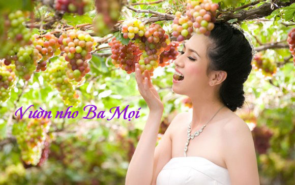 Vườn nho Ba Mọi - Điểm tham quan, ăn nho miễn phí duy nhất ở Ninh Thuận