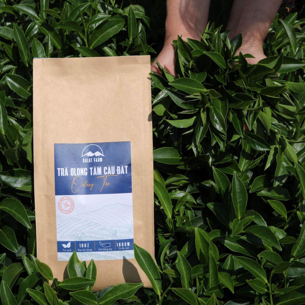 Trà Oolong Tấm Cầu Đất DalatFarm