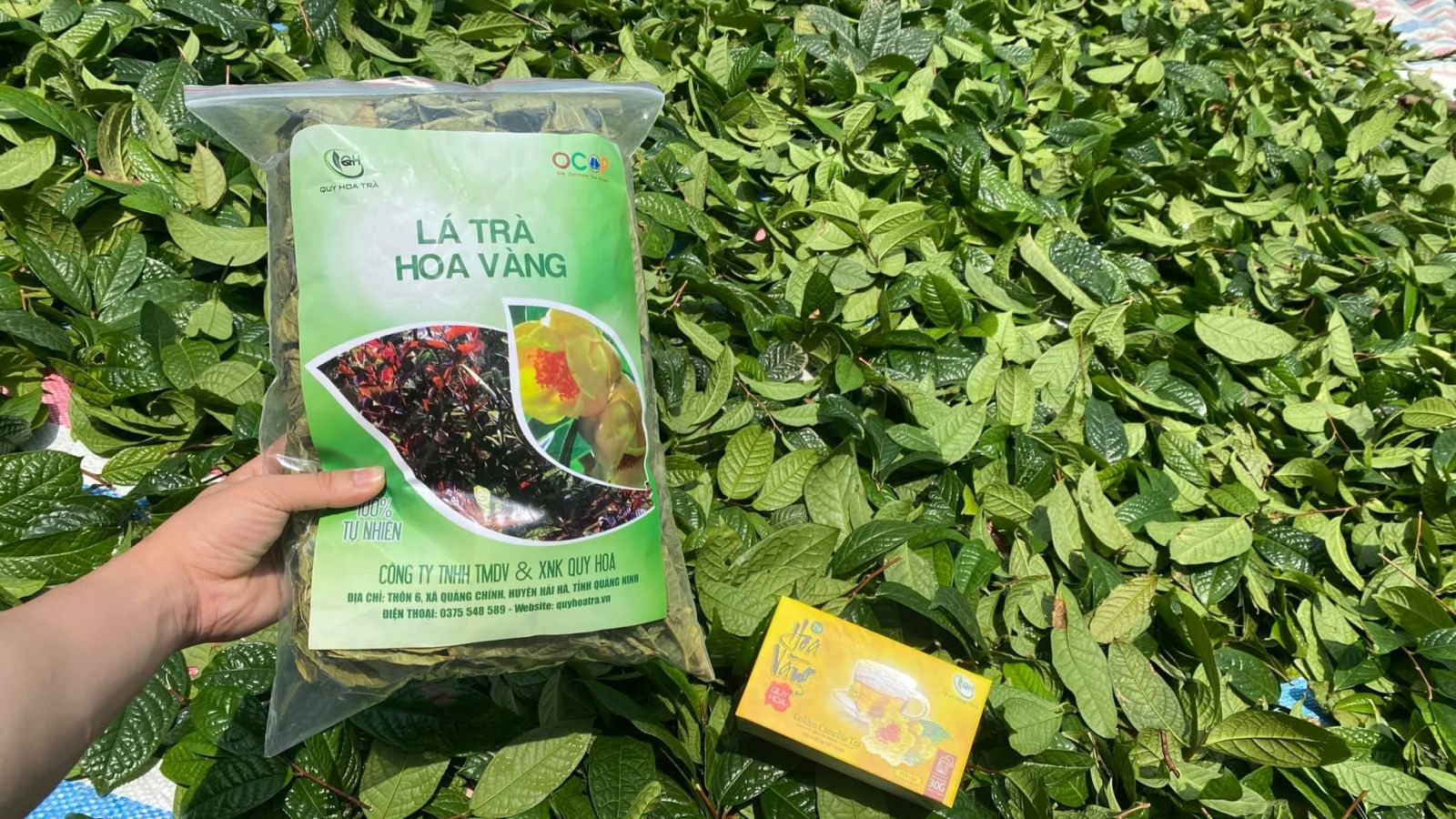 Lá Trà Hoa Vàng Quy Hoa Quảng Ninh 100 gram - OCOP 4 Sao Quốc Gia 