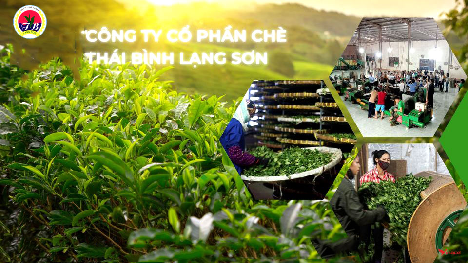 Chè Thái Bình Lạng Sơn Chính Hãng