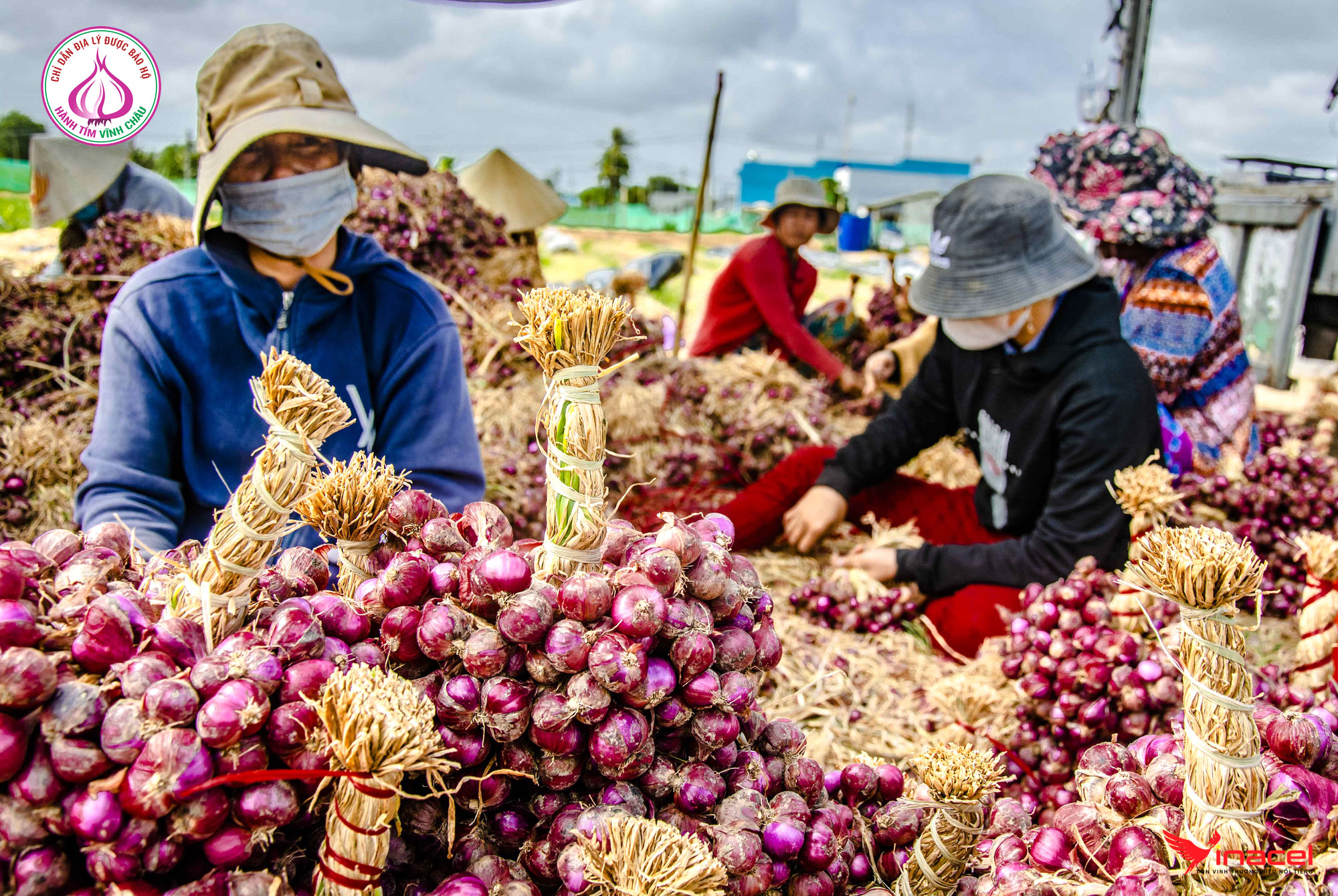 Hành Tím Vĩnh Châu - Nông Sản Nổi Tiếng Sóc Trăng