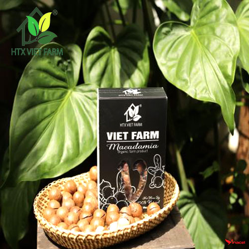 Hạt Macca sấy VietFarm Đắk Lắk Giá Sỉ