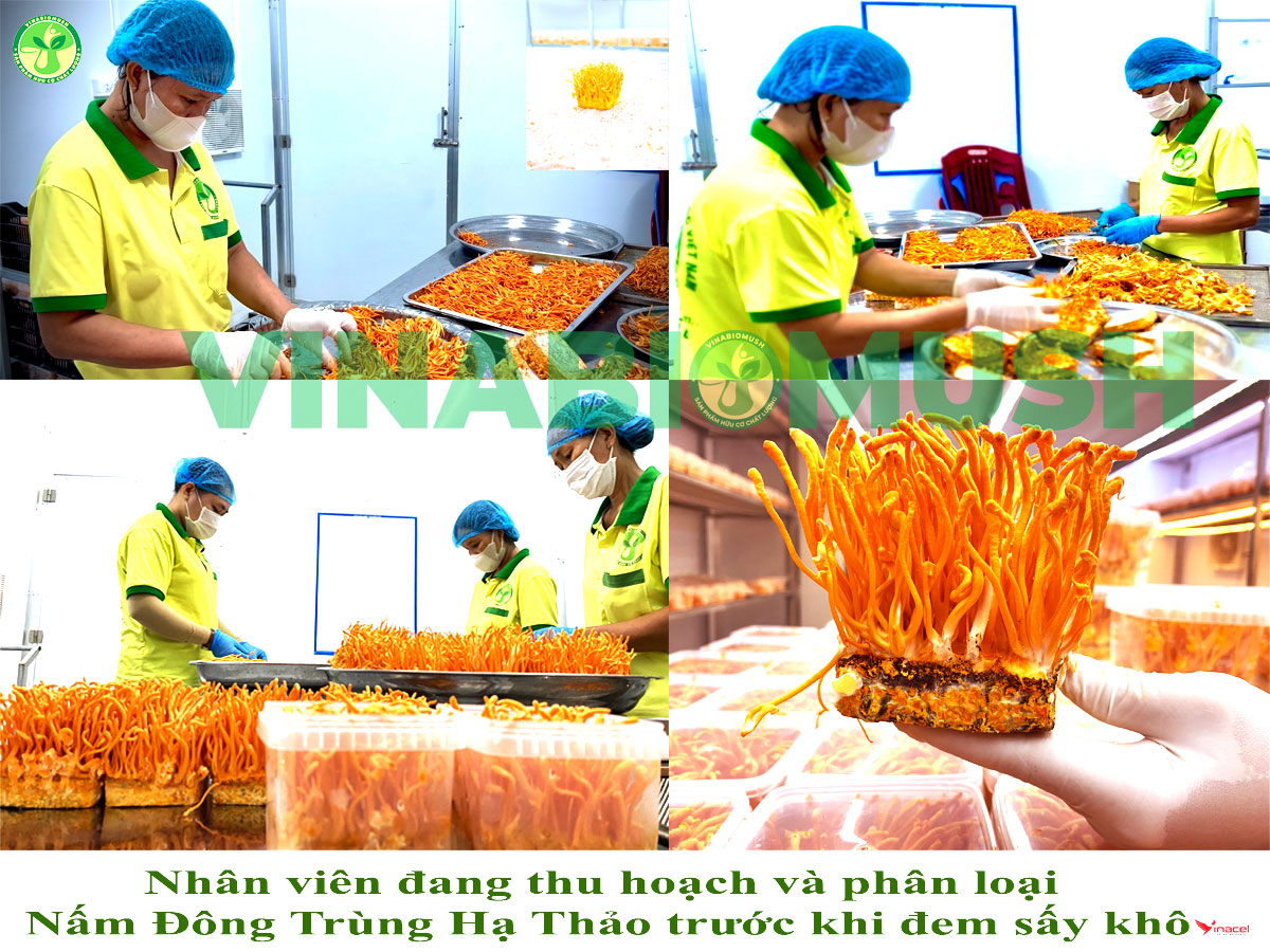 Nấm Sinh Học Vinabiomush Chính Hãng