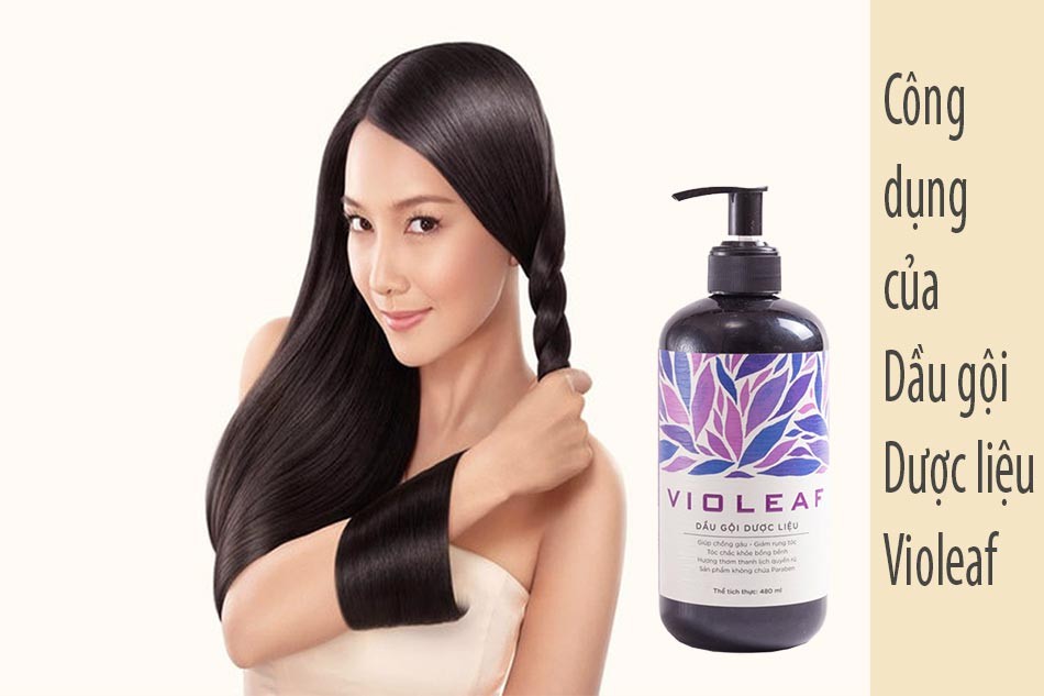 Dầu Gội Dược Liệu Violeaf Sao Thái Dương Có Tốt Không? Mua Đâu Chính Hãng, Chất Lượng, Đúng Giá?