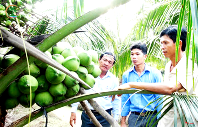 Dừa Hữu Cơ Vang Quới Đông Chính Hãng